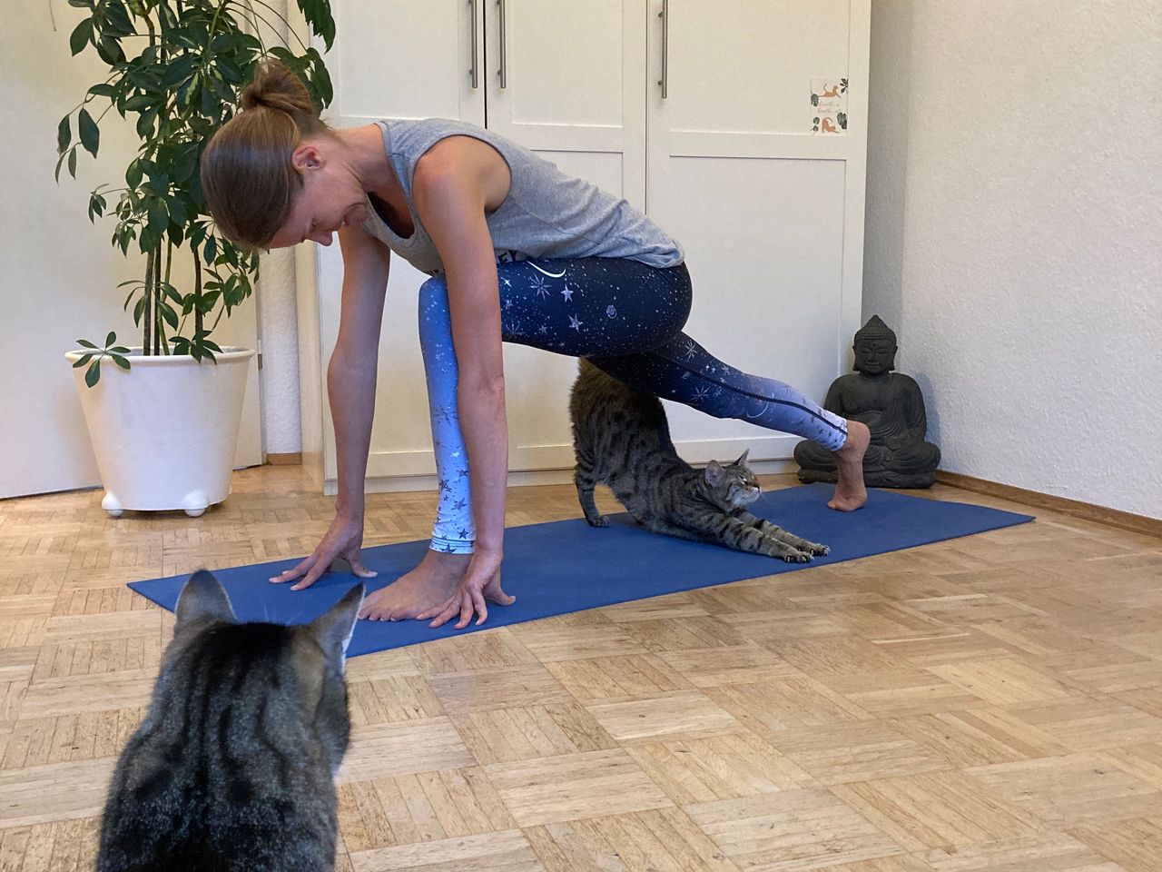 Online Yoga mit Holy Cat Yoga.